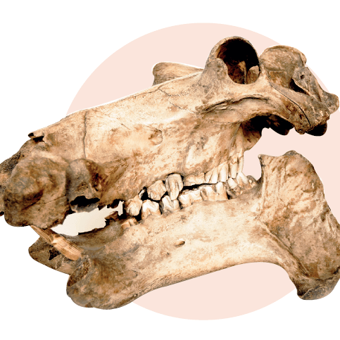 Image of a hippo skull